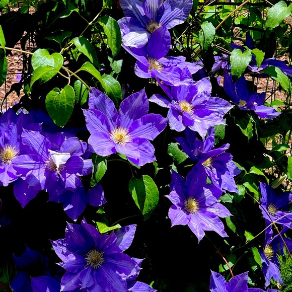 Meet your Posher, Debranne - Picture 1 of 15